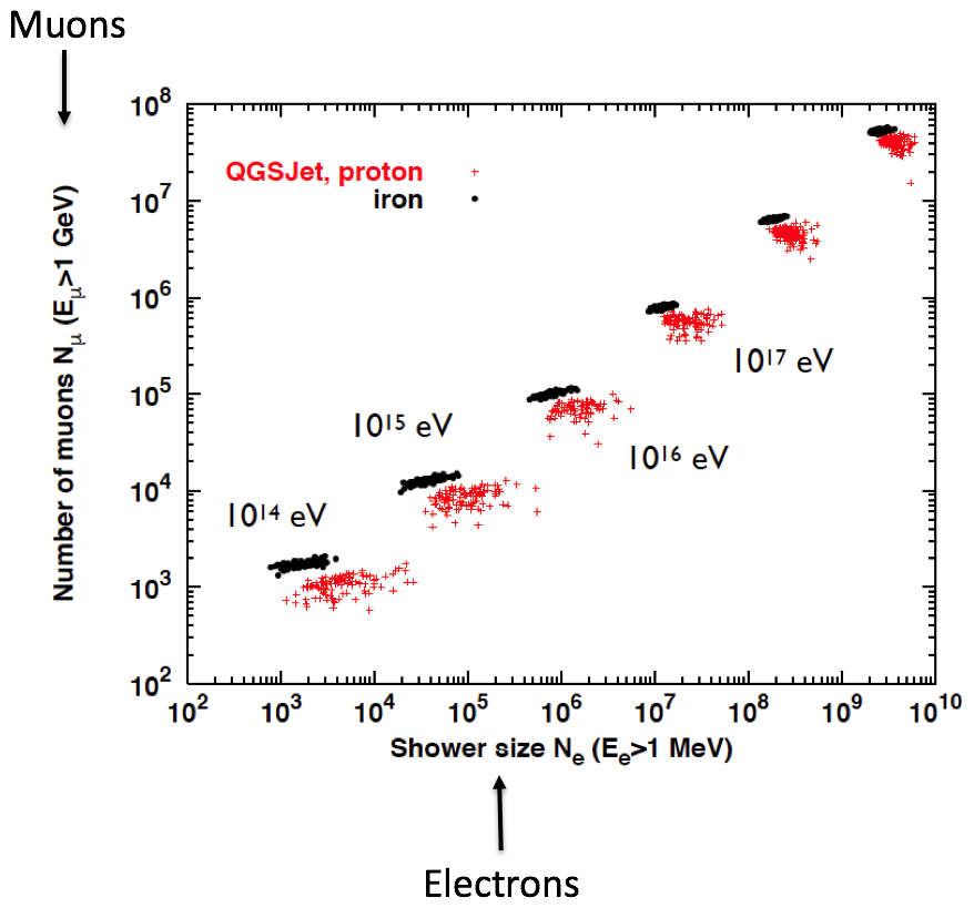 Scatter plot of simulated showers in the plane of electron number versus muon number, with primaries of different mass falling in different bands.